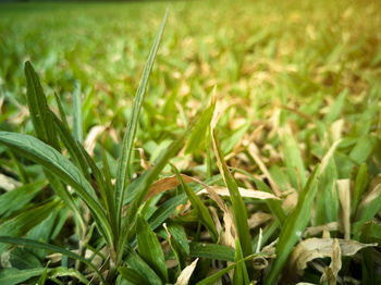 Close-up of grass growing in field