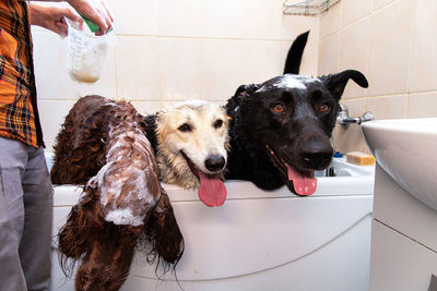 Midsection of person with dog in bathroom