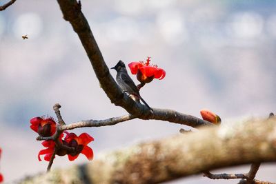 Close-up of red poppy on tree against sky