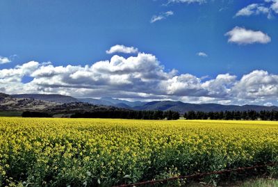 Scenic view of field against sky