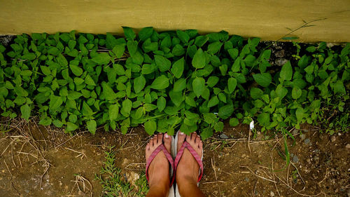 Low section of woman walking on plants