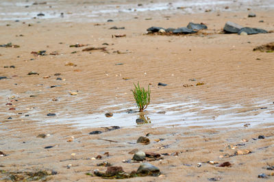 High angle view of plant on beach