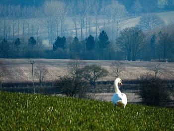 Bare tree on grassy field