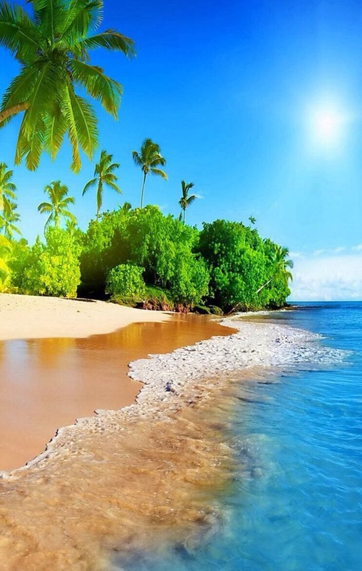 water, sea, tree, palm tree, tranquil scene, beach, tranquility, scenics, beauty in nature, blue, horizon over water, sky, nature, sunlight, shore, idyllic, growth, clear sky, waterfront, sand