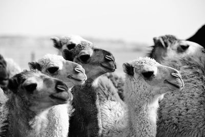 Close-up of llamas
