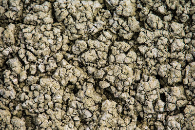 Full frame shot of dry leaf on rock