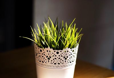 Close-up of fresh green plant