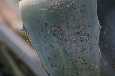 Close-up of succulent plant