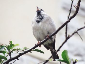 Low angle view of birds perching on branch