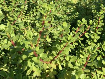 High angle view of plants