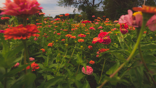 Close-up of red flowering plants in park