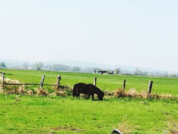 Horses grazing on field against clear sky