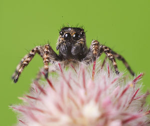 Close-up of spider on flower