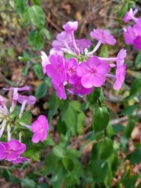 Close-up of pink flowers blooming outdoors