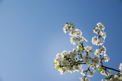 Low angle view of cherry blossoms against clear blue sky