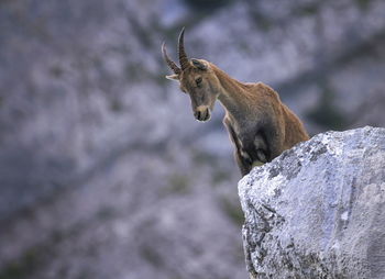 Female wild alpine, capra ibex, or steinbock portrait