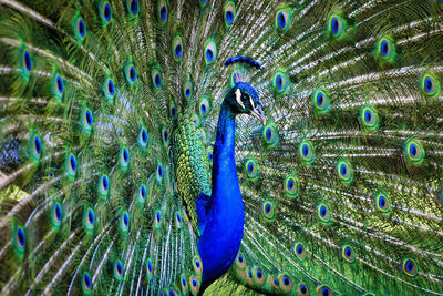 Close-up of peacock