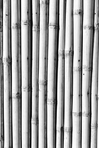 Full frame shot of bamboo