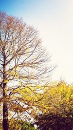 Low angle view of tree against clear sky