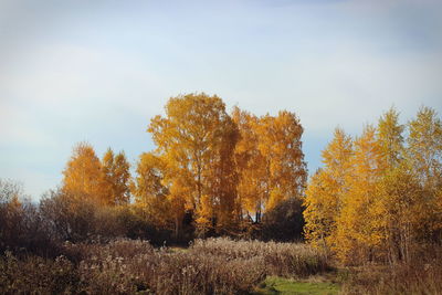 Trees on field against sky during autumn