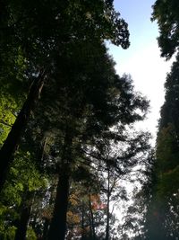 Low angle view of trees in forest