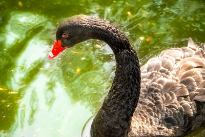 Close-up of swan swimming in lake