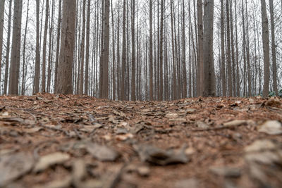 Surface level of trees in forest