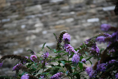 Close-up of purple flowers