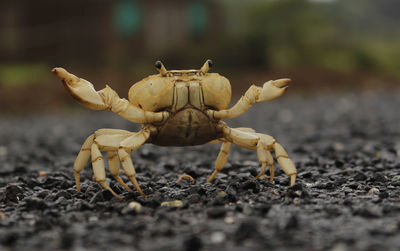 Close-up of crab on rainy soil