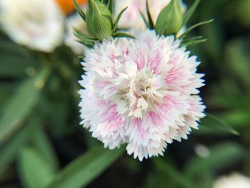 Close-up of pink flower blooming outdoors