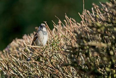 Bird perching on nest