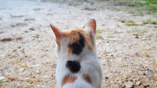 High angle view of cat on field