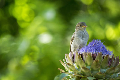 Close-up of bird perching on flower