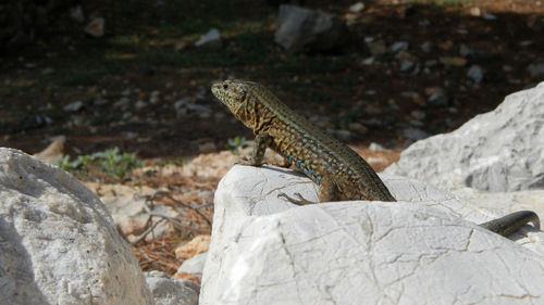 Close-up of lizard on rock