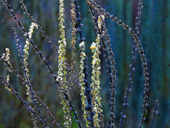 Close-up of flowering plants during winter