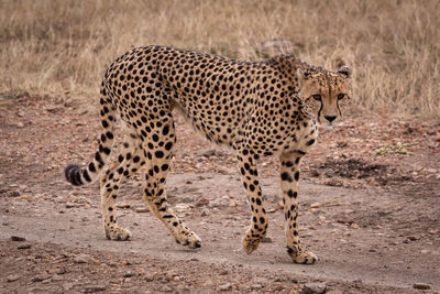 Portrait of cheetah walking on field 