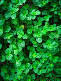 Full frame shot of plants