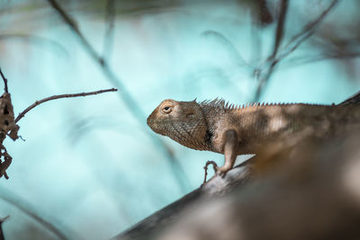 Close-up of a lizard on branch