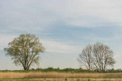 Bare tree on field against sky