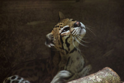 Close-up of a cat