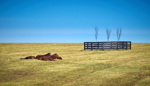 Horse on field against clear sky