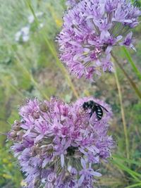 Close-up of honey bee on purple flowering plant