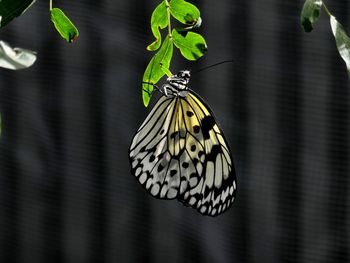 Close-up of butterfly on flower