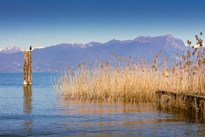 Scenic view of lake against clear sky