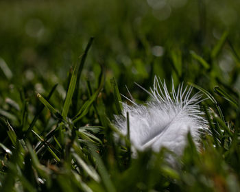 Close-up of feather on grass