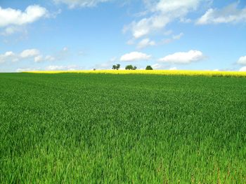 Scenic view of field against sky