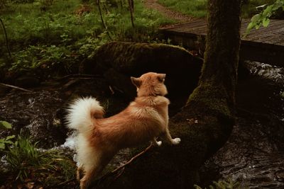 Dog standing on tree trunk in forest