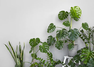 The stylish space is filled with many modern green plants with various pots. modern home garden