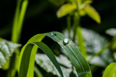 Close-up of insect on leaf