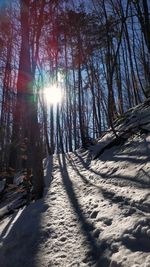 Sunlight streaming through trees in forest during winter